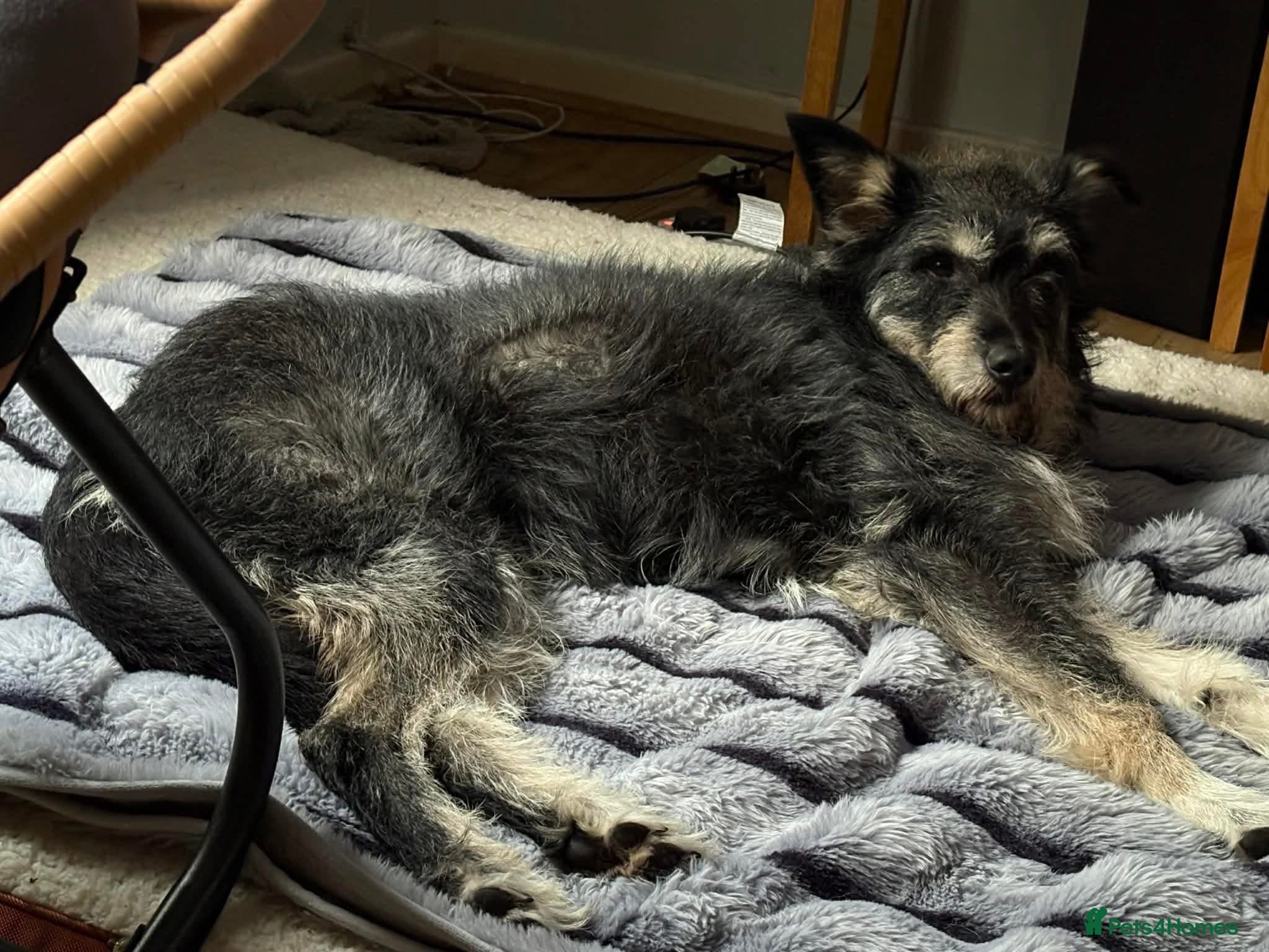 Mabel - Badersfield Norfolk photo 18