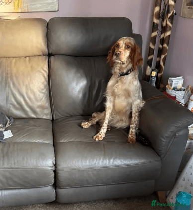 Sky — English Setter