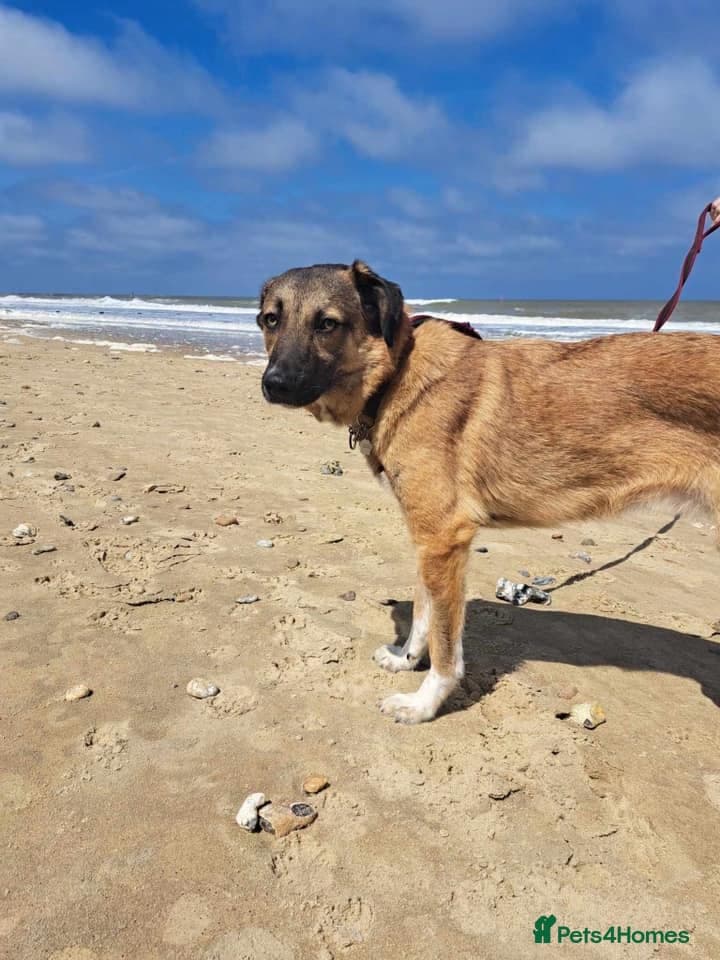 Levi - Norwich Norfolk photo 27