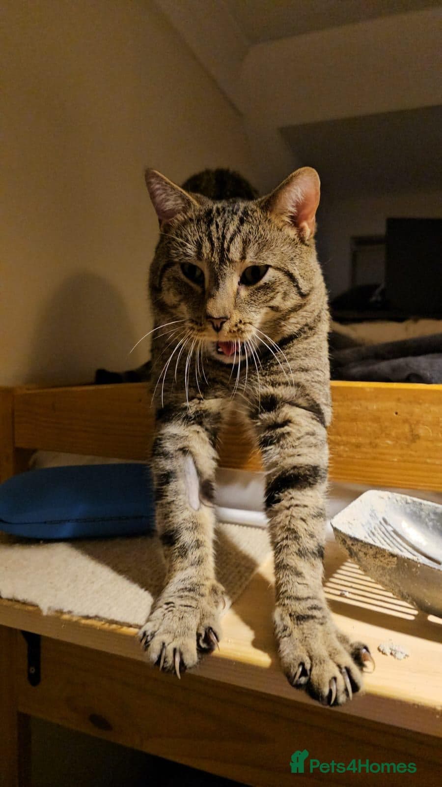 Gentle 10 month rescue MaleCat photo 7