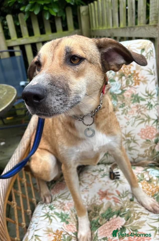 Sara - Norwich Norfolk photo 15