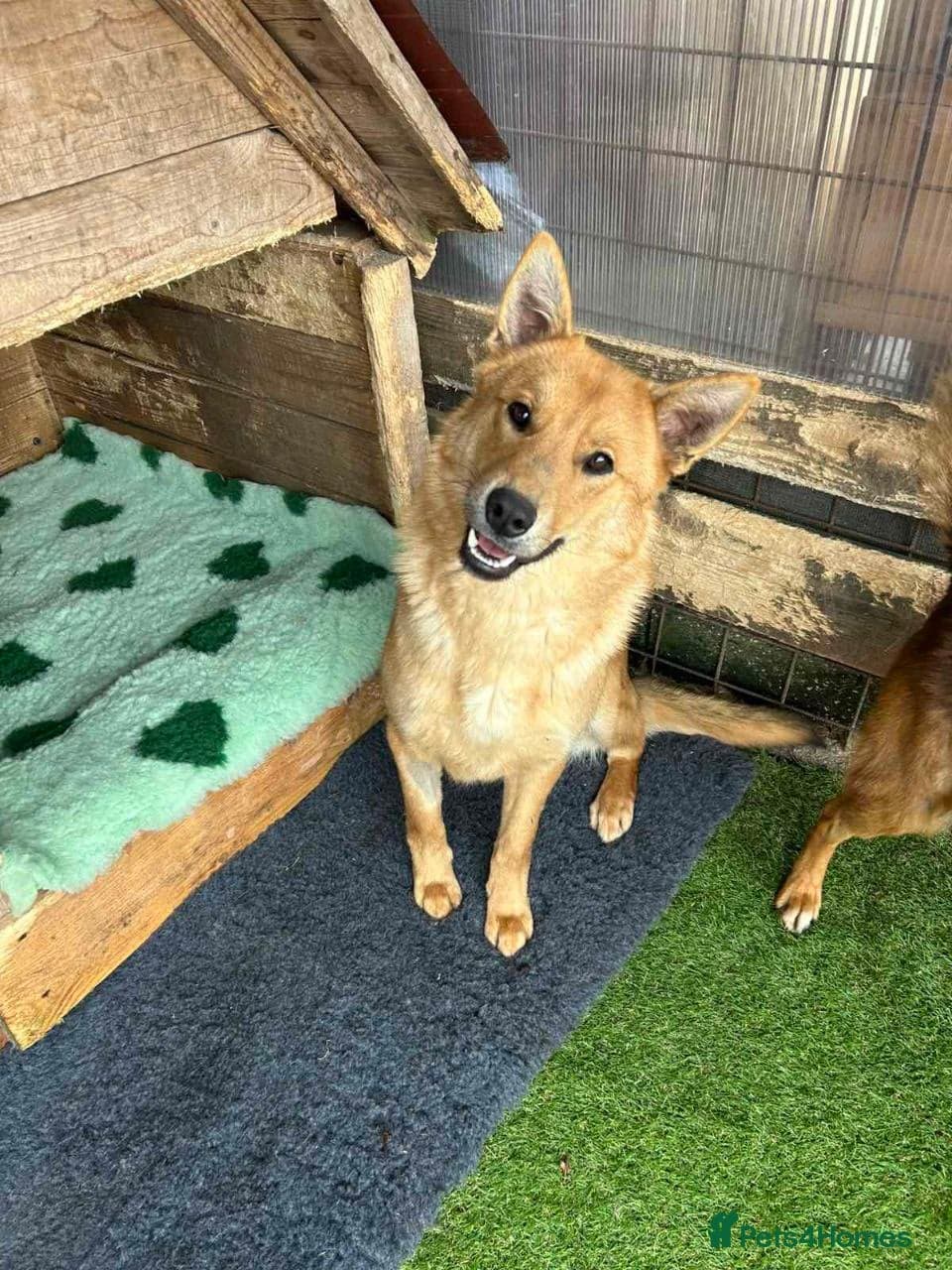 Jupiter β Mixed Breed