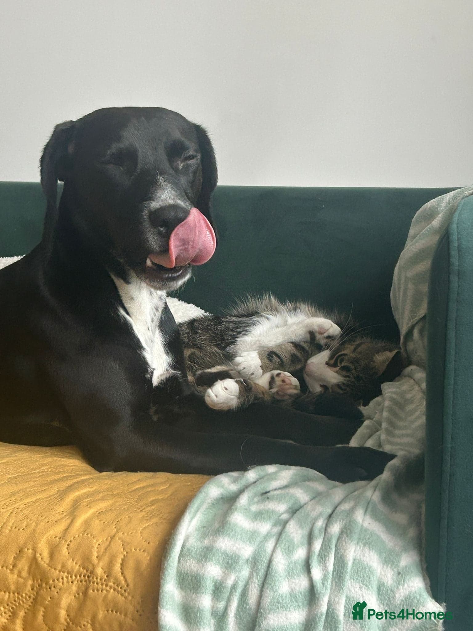 ๏ธ๐ถ walter photo 16