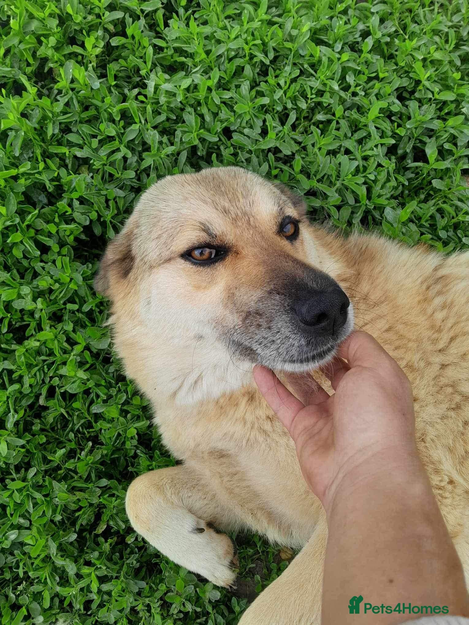 Sweet Muffin photo 12