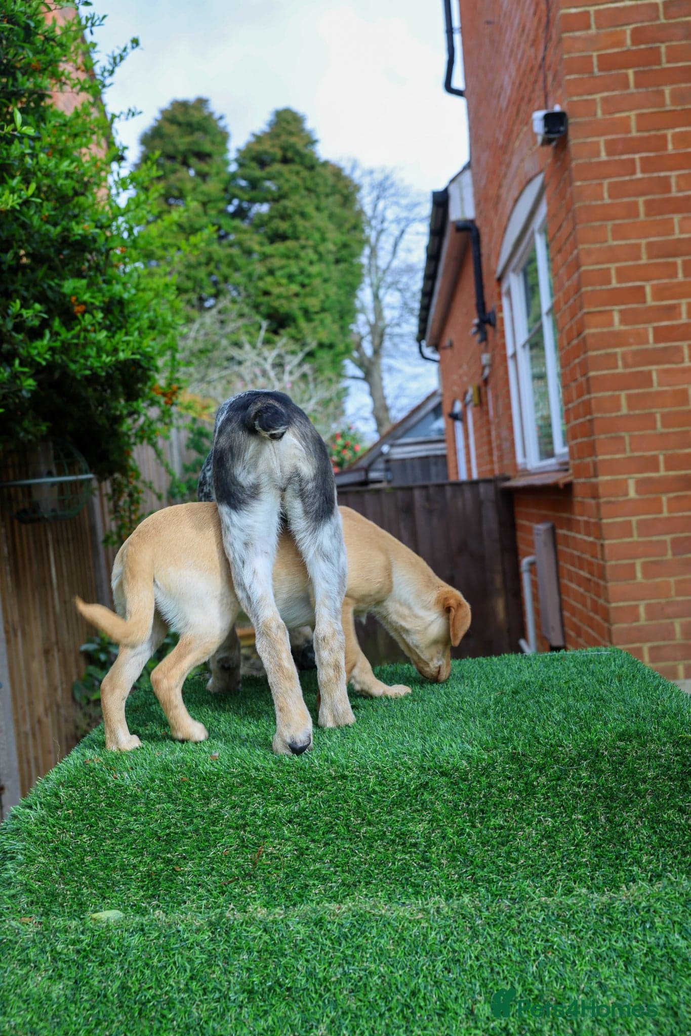 Easygoing Electra - Colourful Lab type photo 8