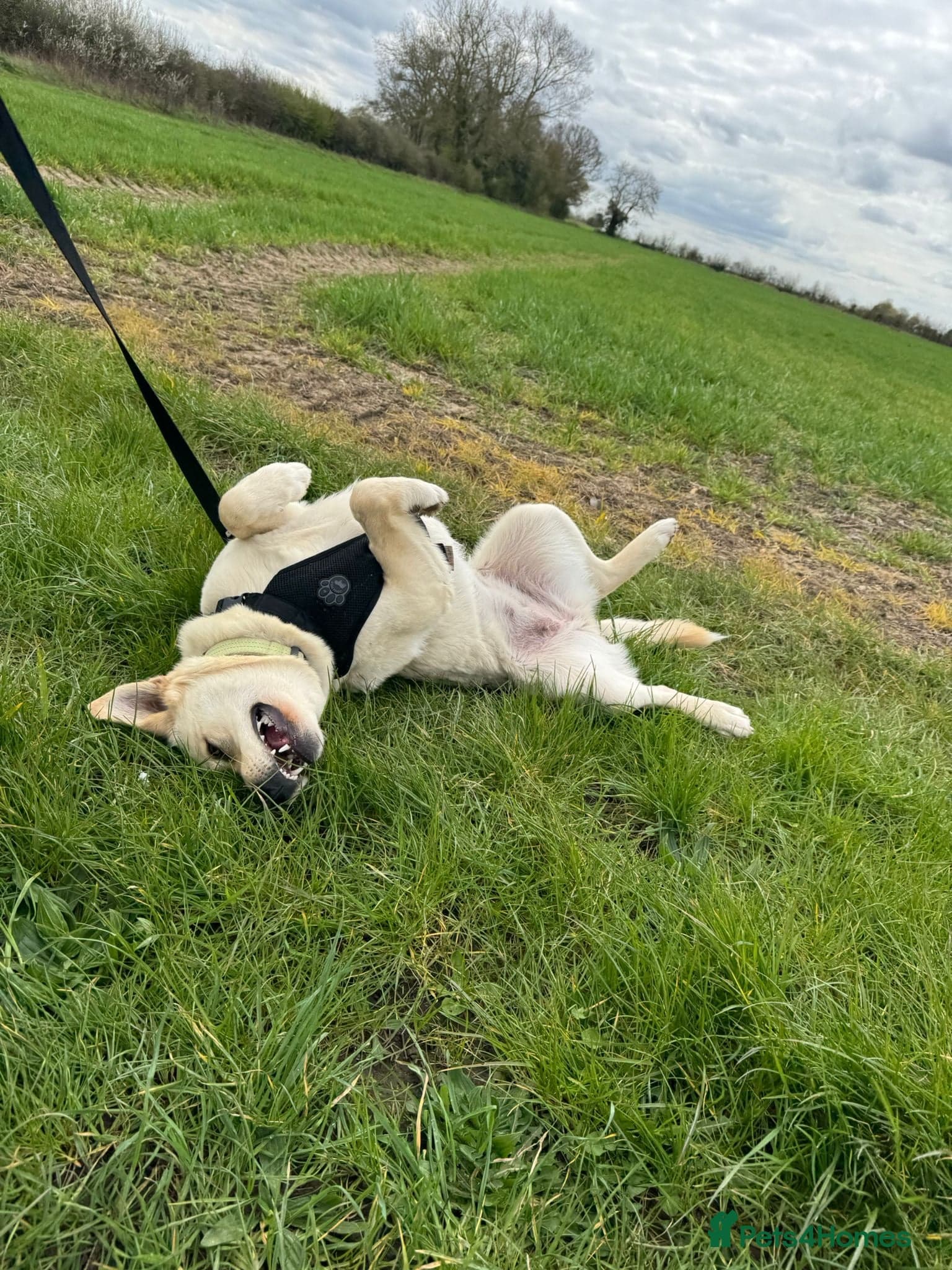 οΈπΆ milady photo 3