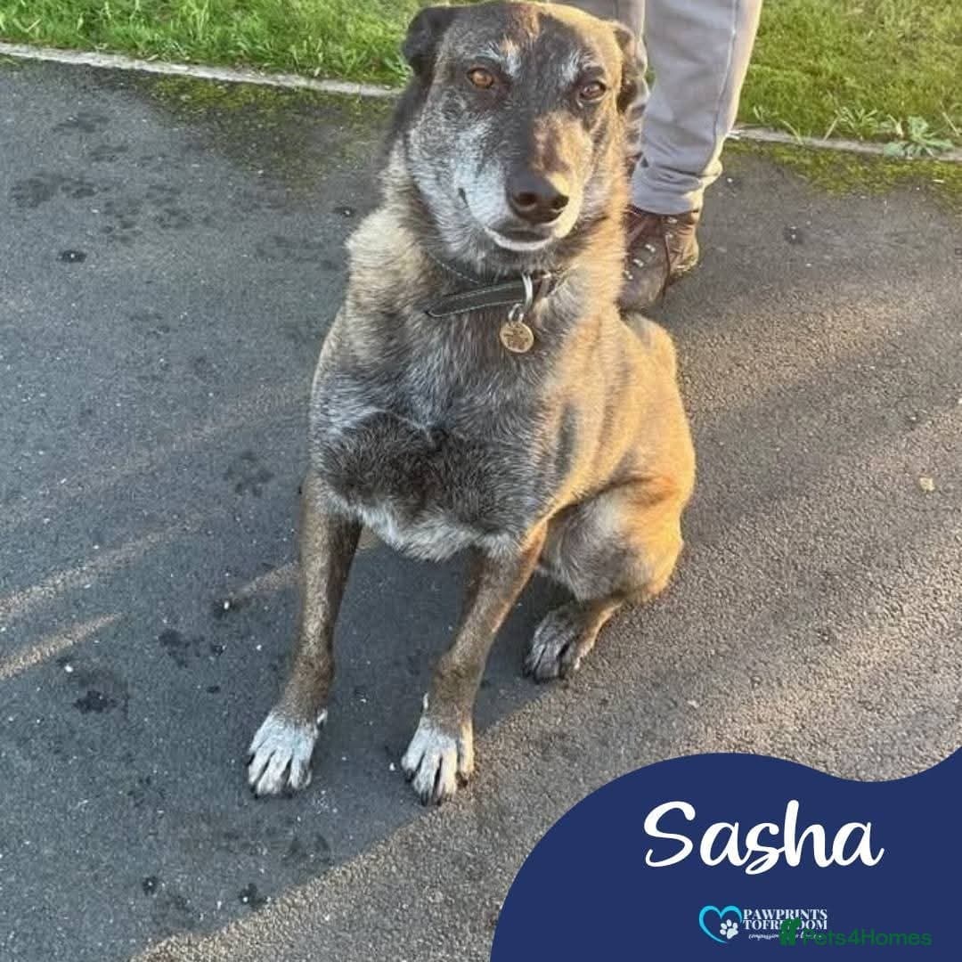 Meet Sasha, currently residing in Merseyside photo 2