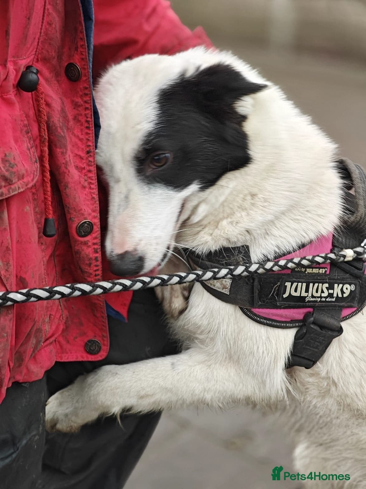 οΈπΆ suzy photo 7