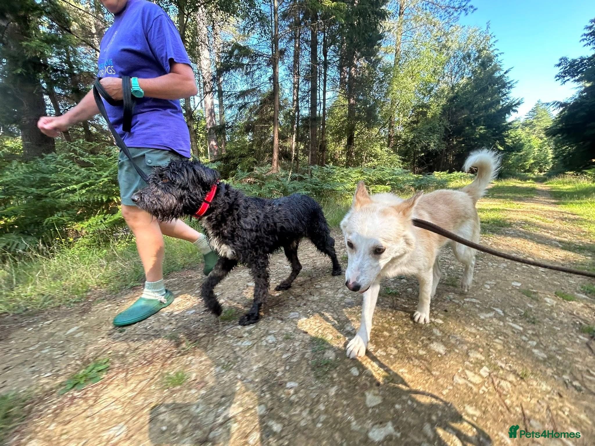 Song - Norwich Norfolk — Mixed Breed