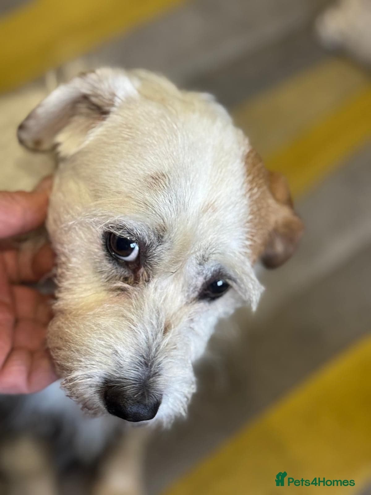 Cute girl Pepsi photo 11