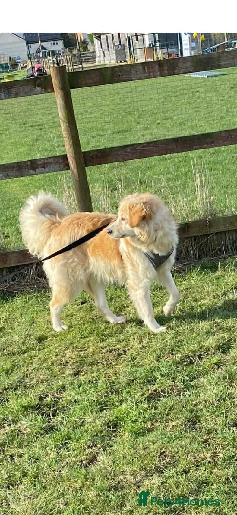 Perdita - now reserved photo 5