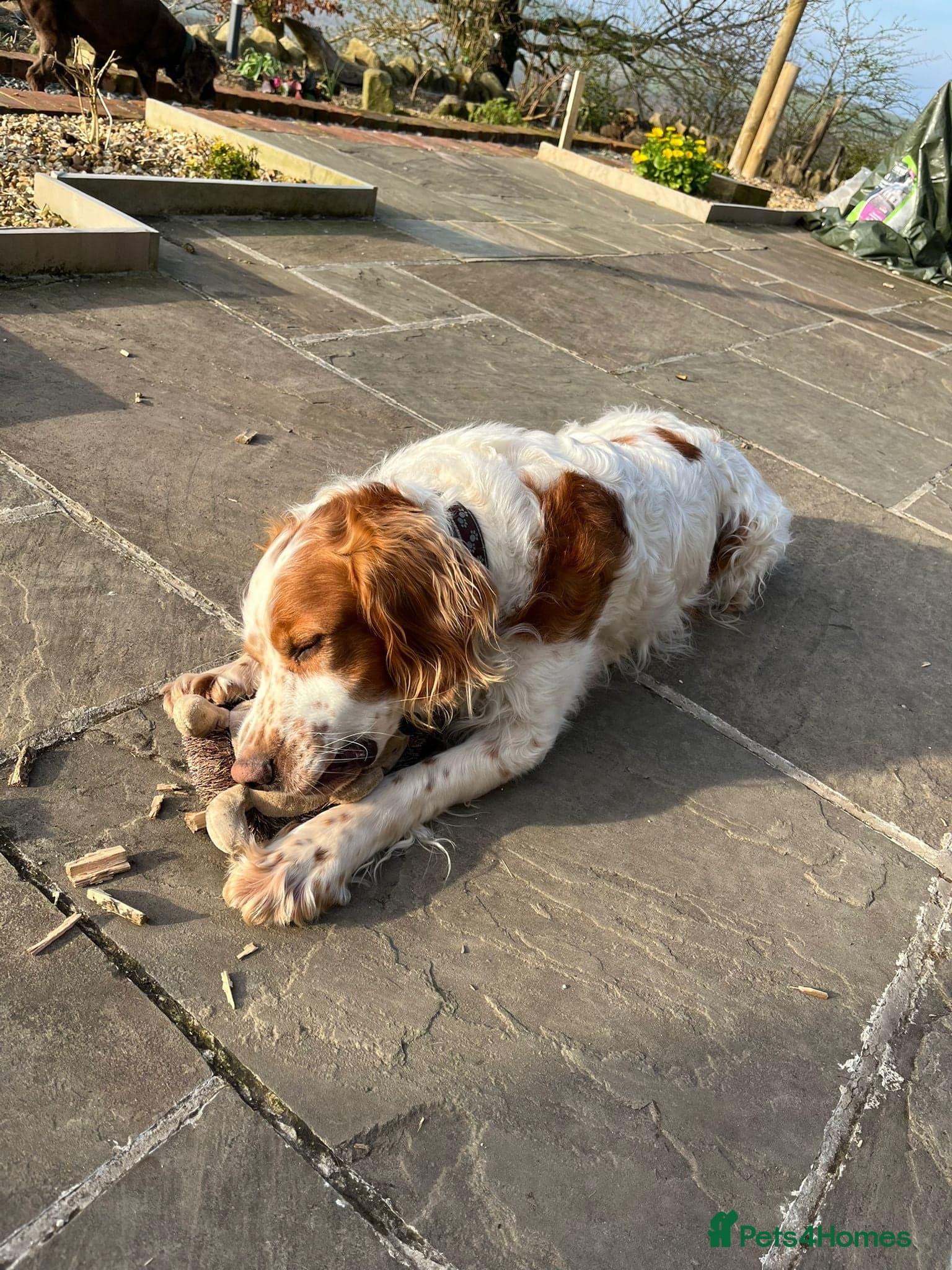 Ronnie, 3-year old Brittany male photo 18