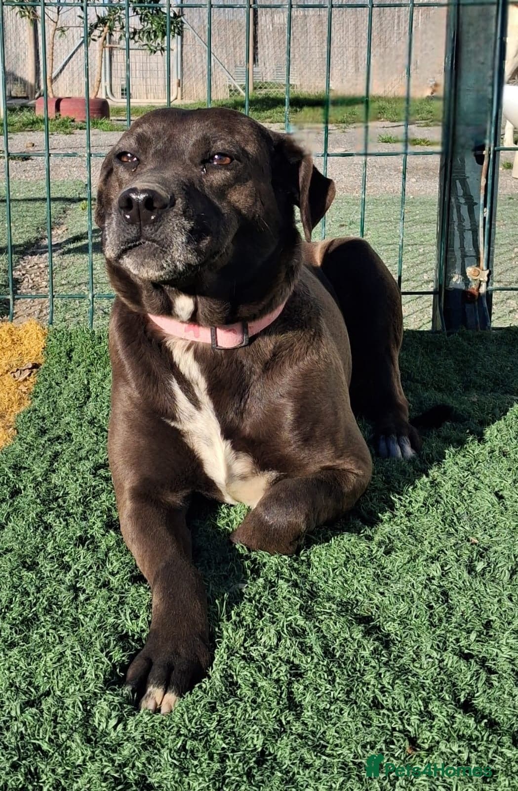 Sira🚨🐾 photo 9