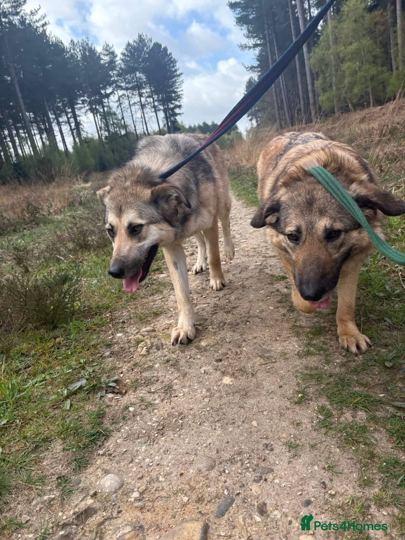 Molly - Norwich Norfolk photo 6