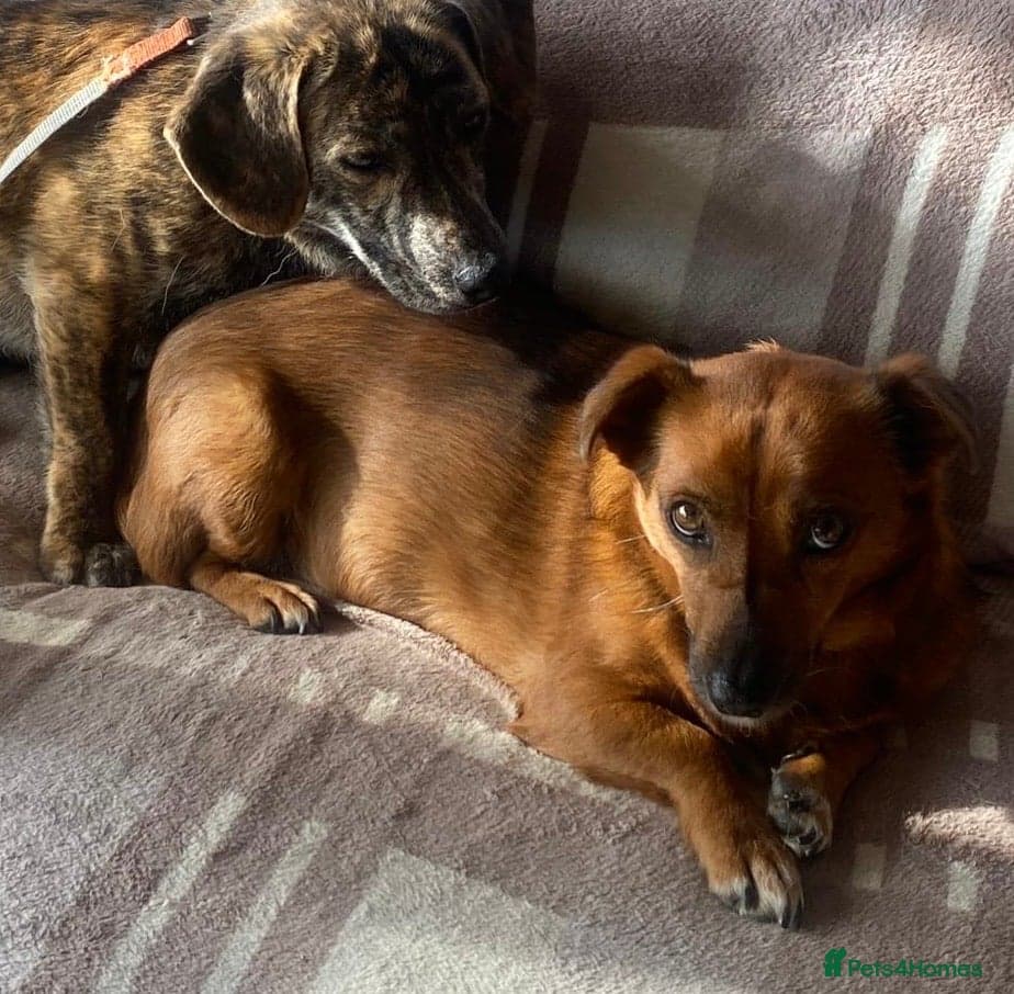 Dora the explorer — Mixed Breed