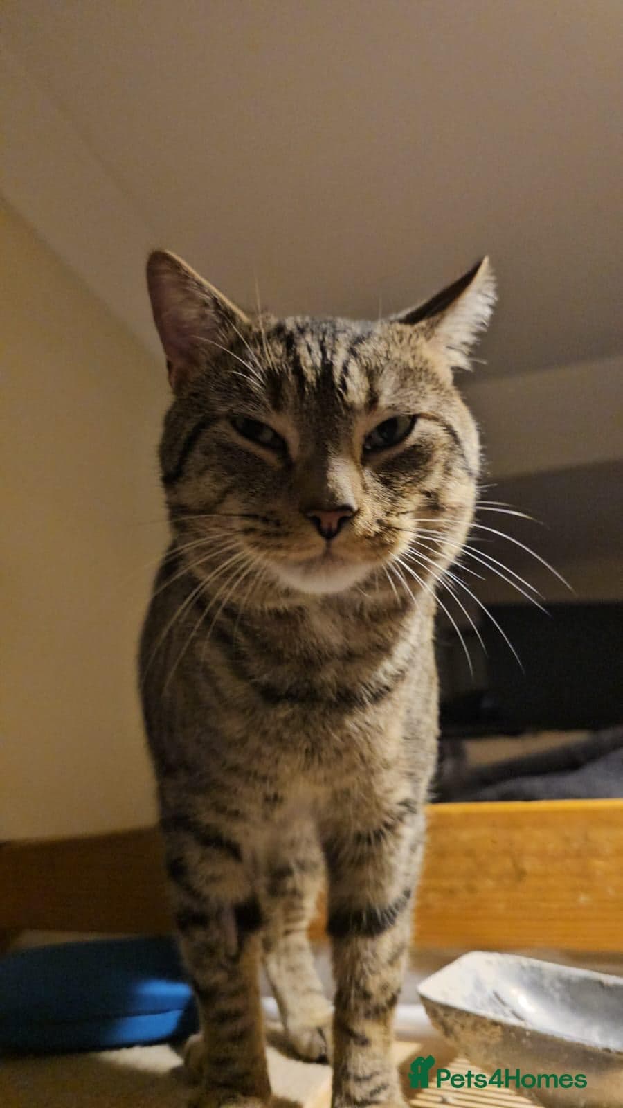 Gentle 10 month rescue MaleCat photo 3