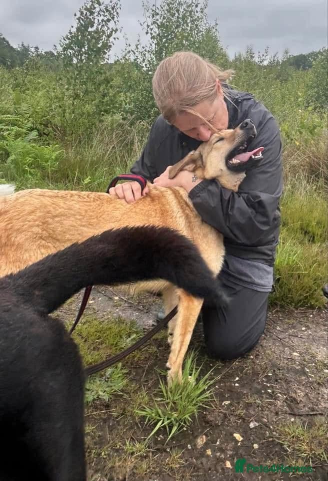 Pettern - Norwich Norfolk photo 38