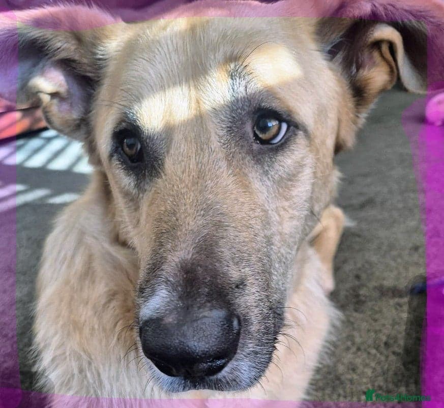 Youthful gentle Balto (Newquay Cornwall) photo 2