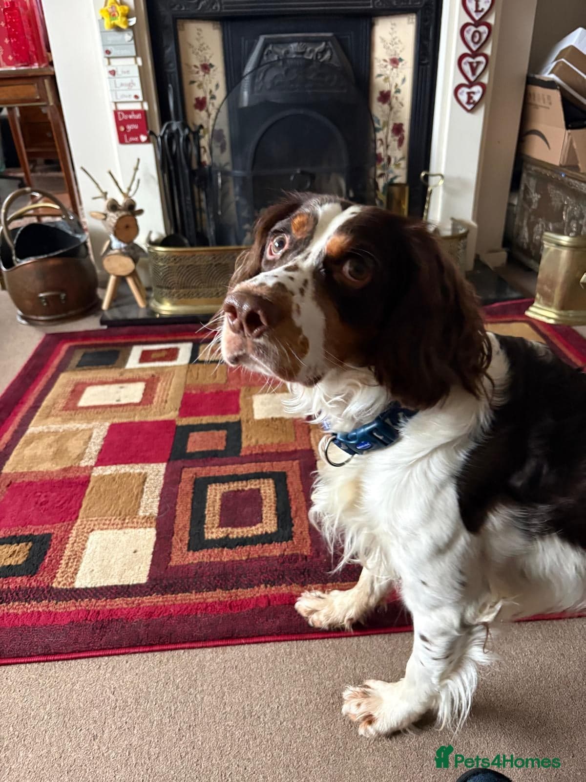 Tommy💙all heart, all energy, photo 14