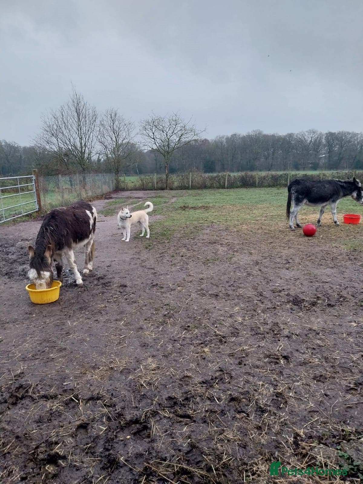 Handsome Fivos Huskey X Shepherd photo 5