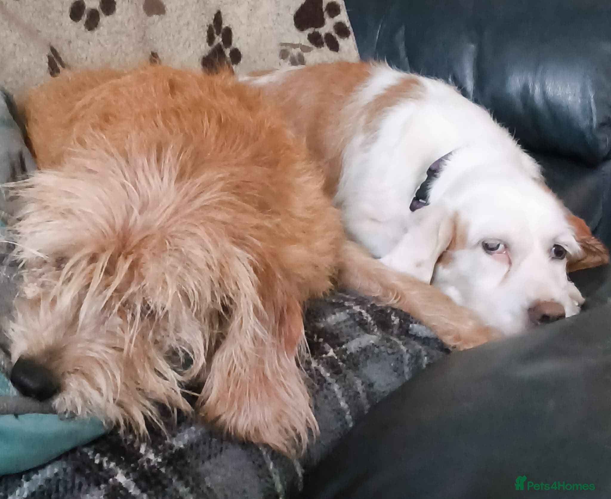 Lovely Dulce photo 7