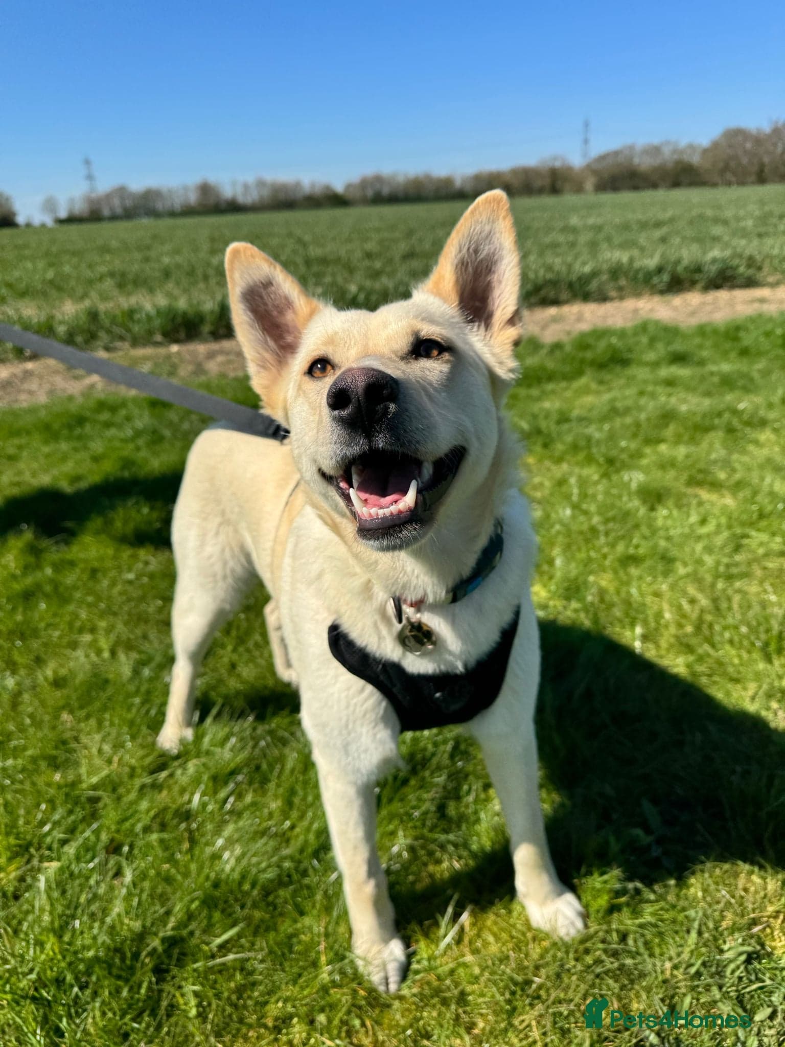 οΈπΆ milady β Mixed Breed