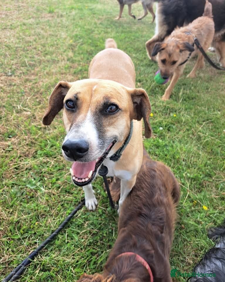 Shandy, a real sweetheart π§‘ photo 3