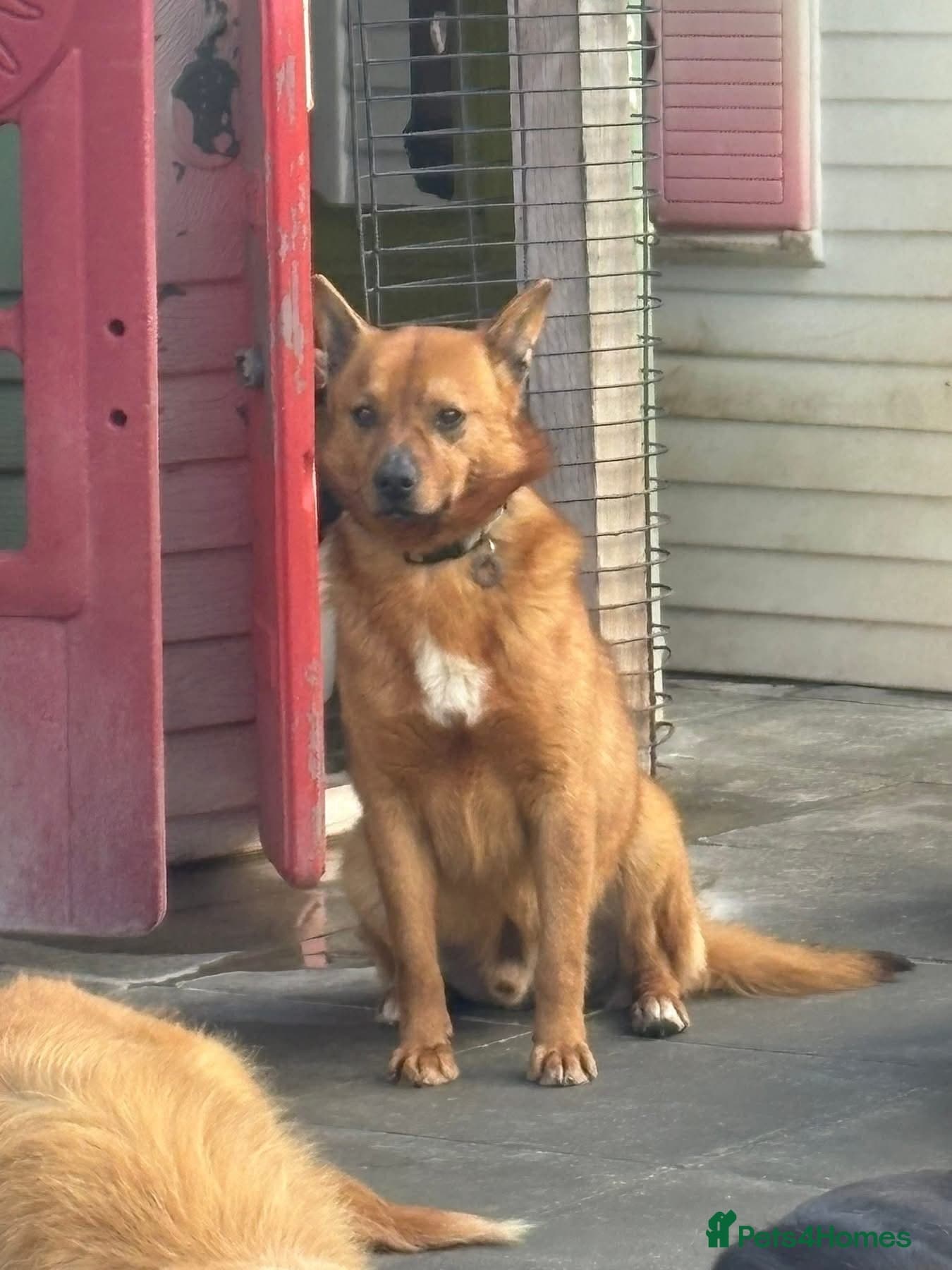 Eli - Norwich Norfolk photo 20