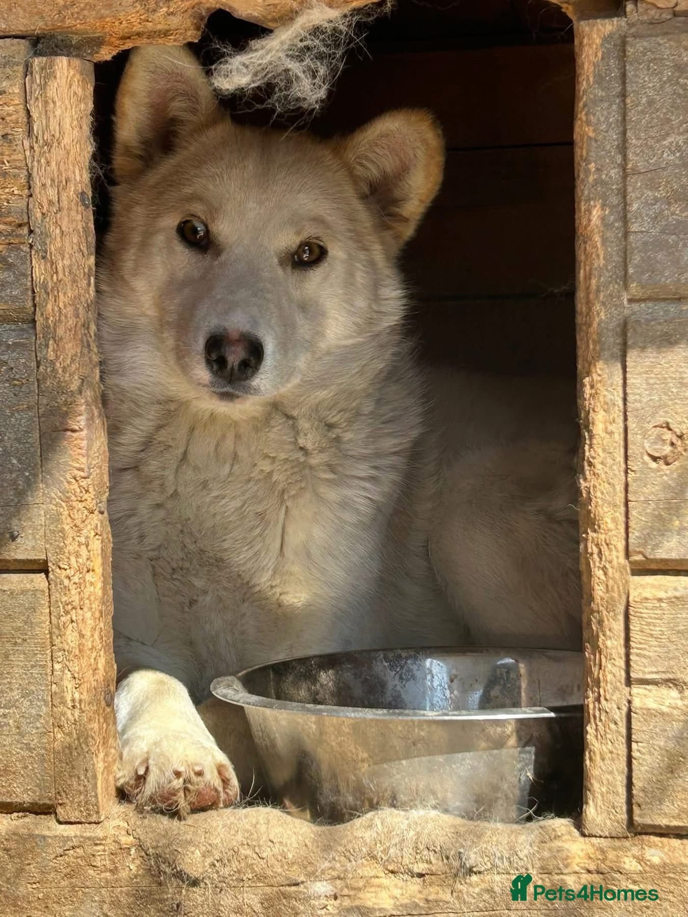 Song - Norwich Norfolk photo 3