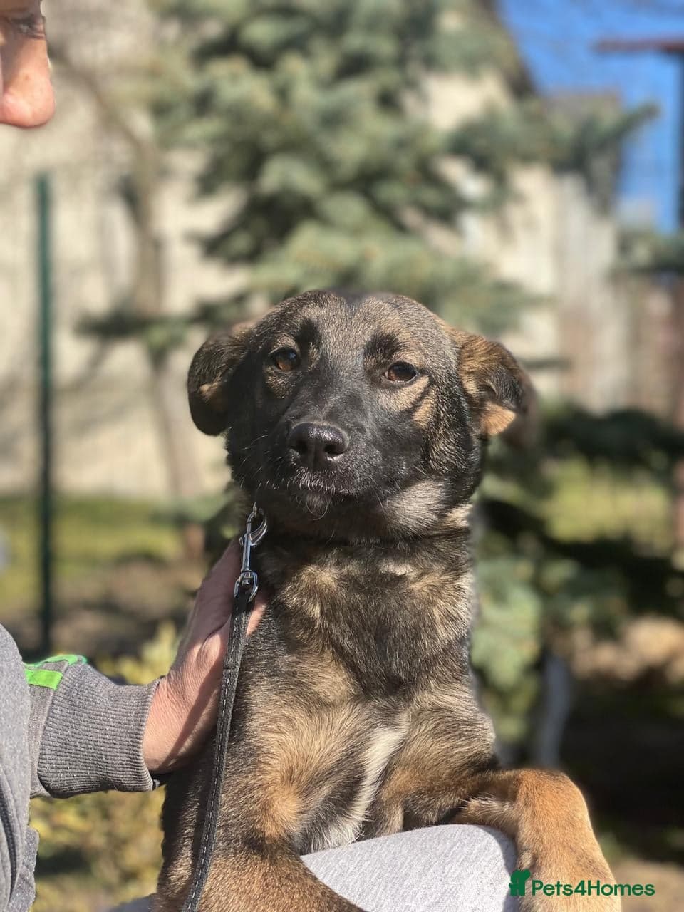 οΈπΆ kuba photo 2