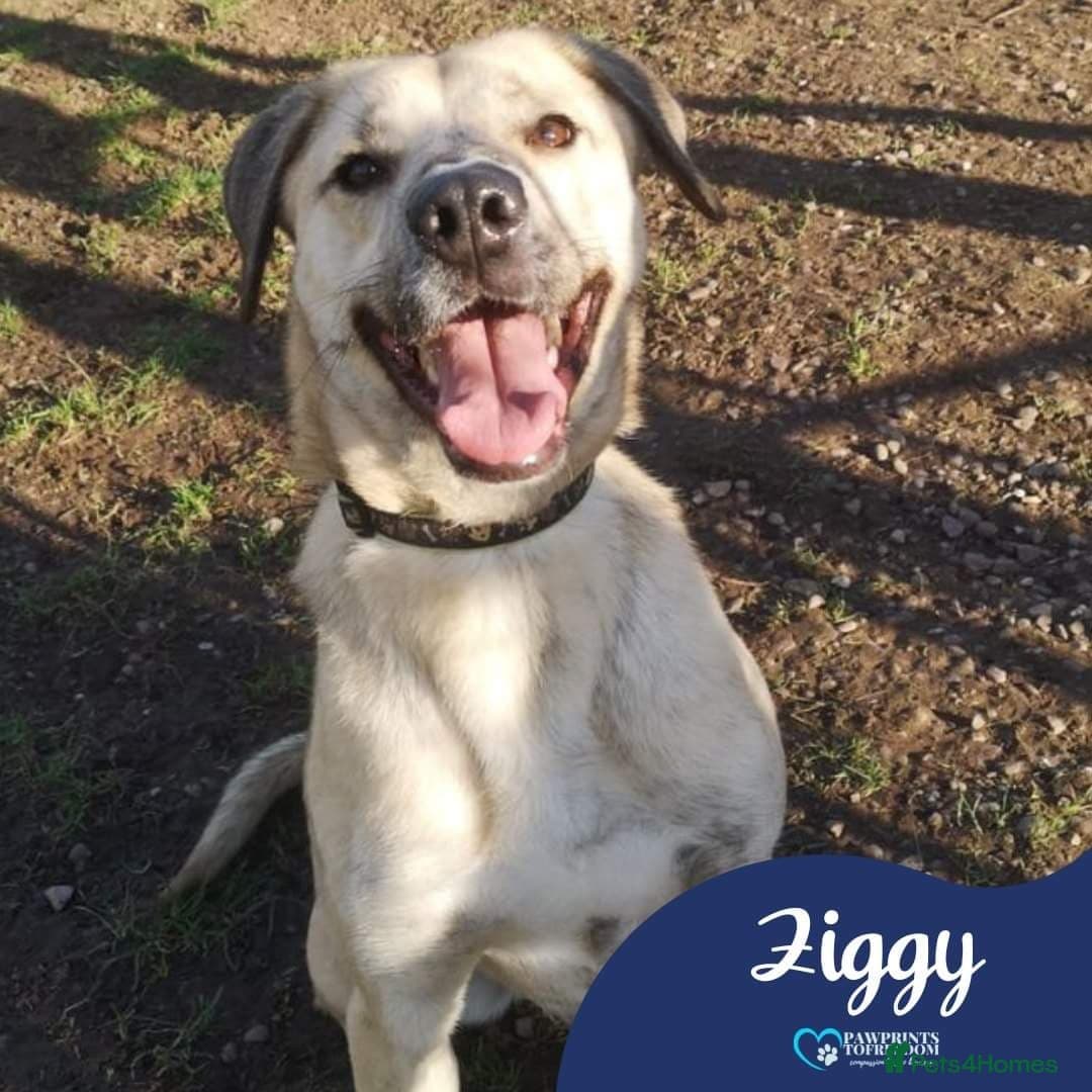 Meet Ziggy, currently residing in Cheshire photo 2