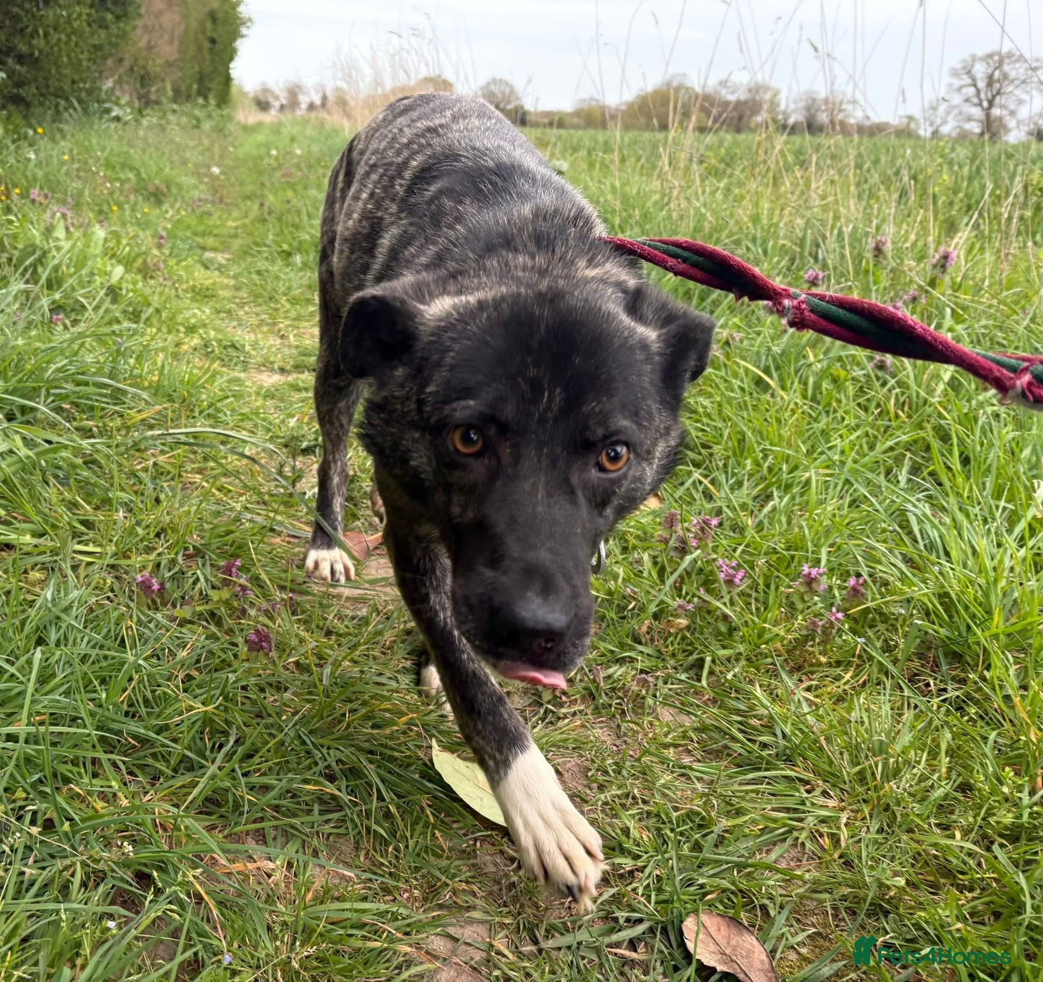 Jasper - Norwich Norfolk photo 8