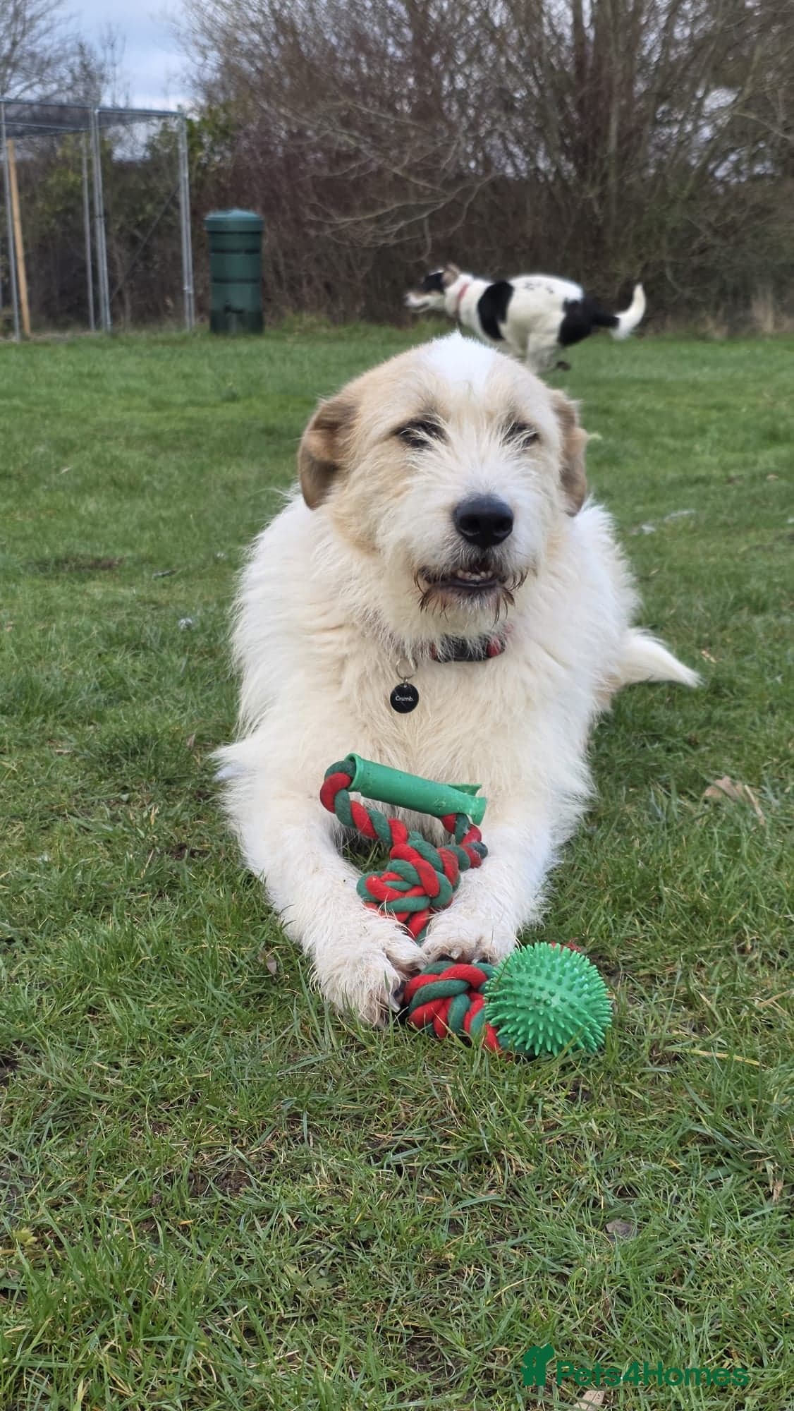 Hershey & Harley π still Waiting photo 12