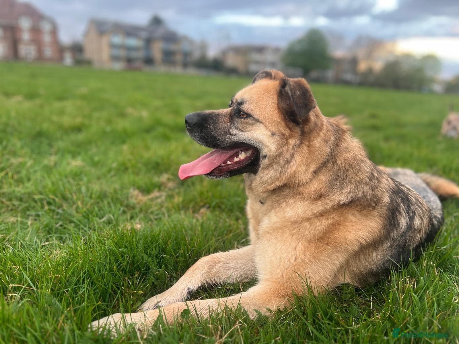 Molly 3.5 years friendly girl — German Shepherd
