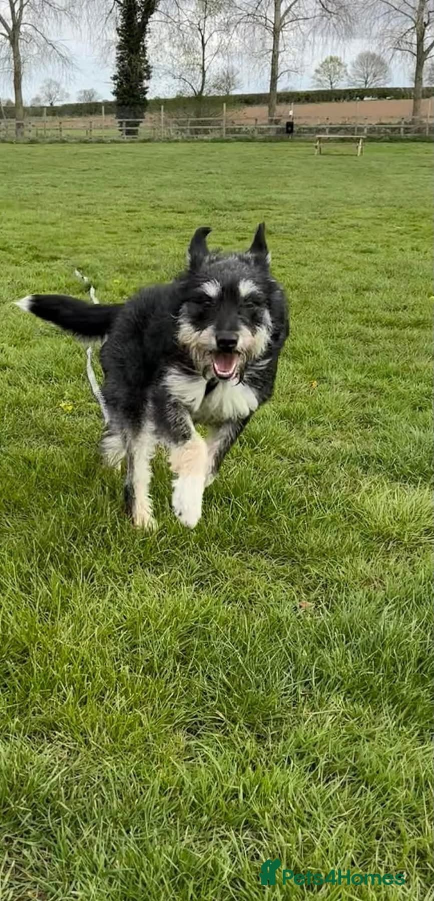 Mabel - Badersfield Norfolk photo 4