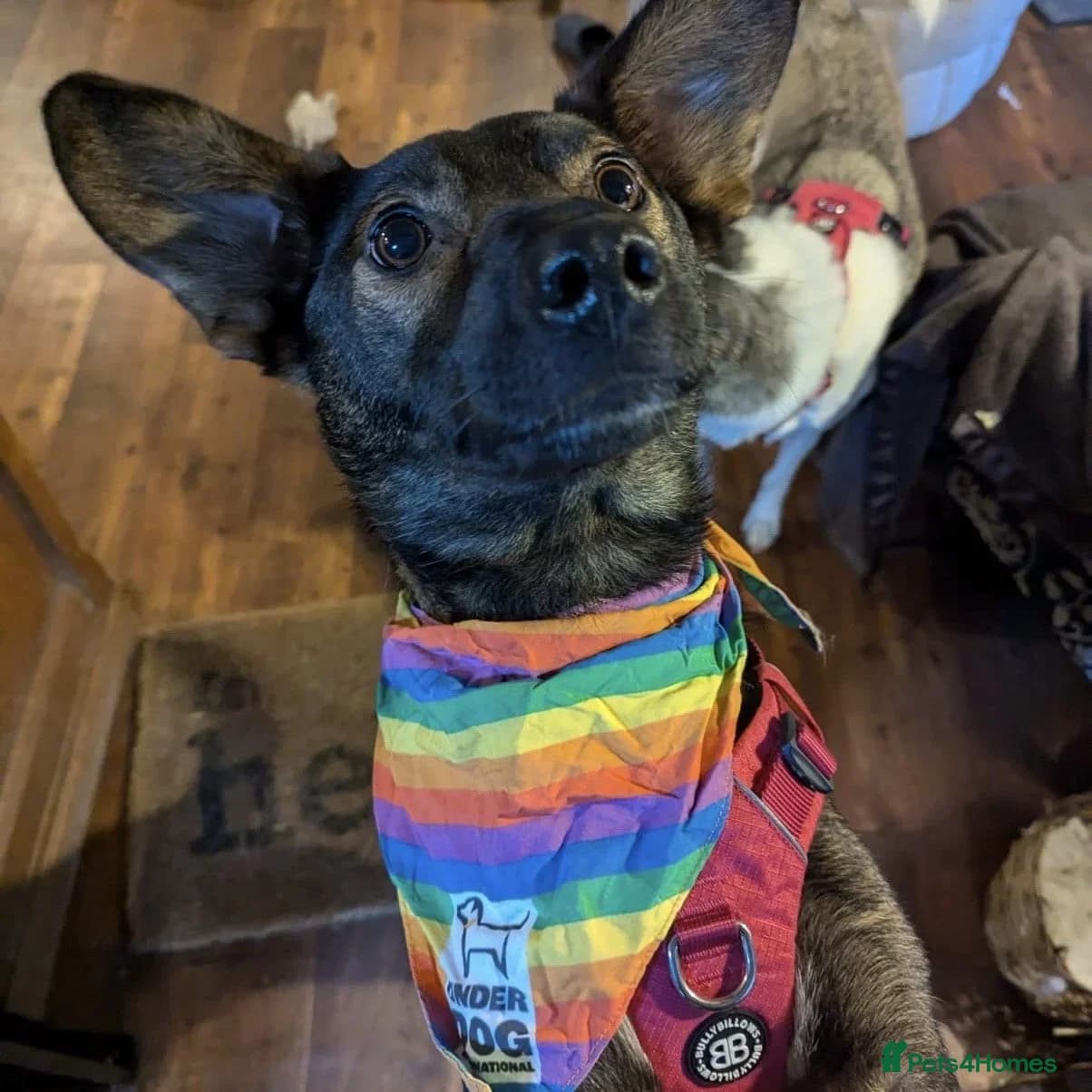 Maro — Mixed Breed