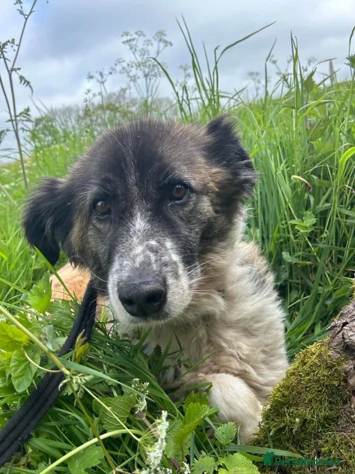 Hilda - Norwich Norfolk photo 27