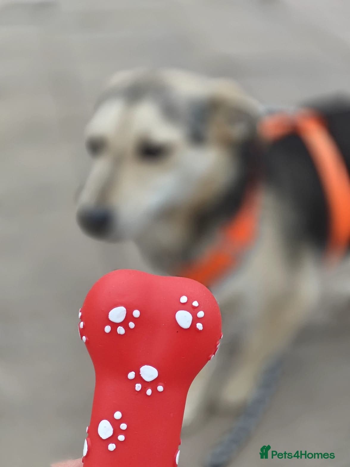 οΈπΆ maree photo 18