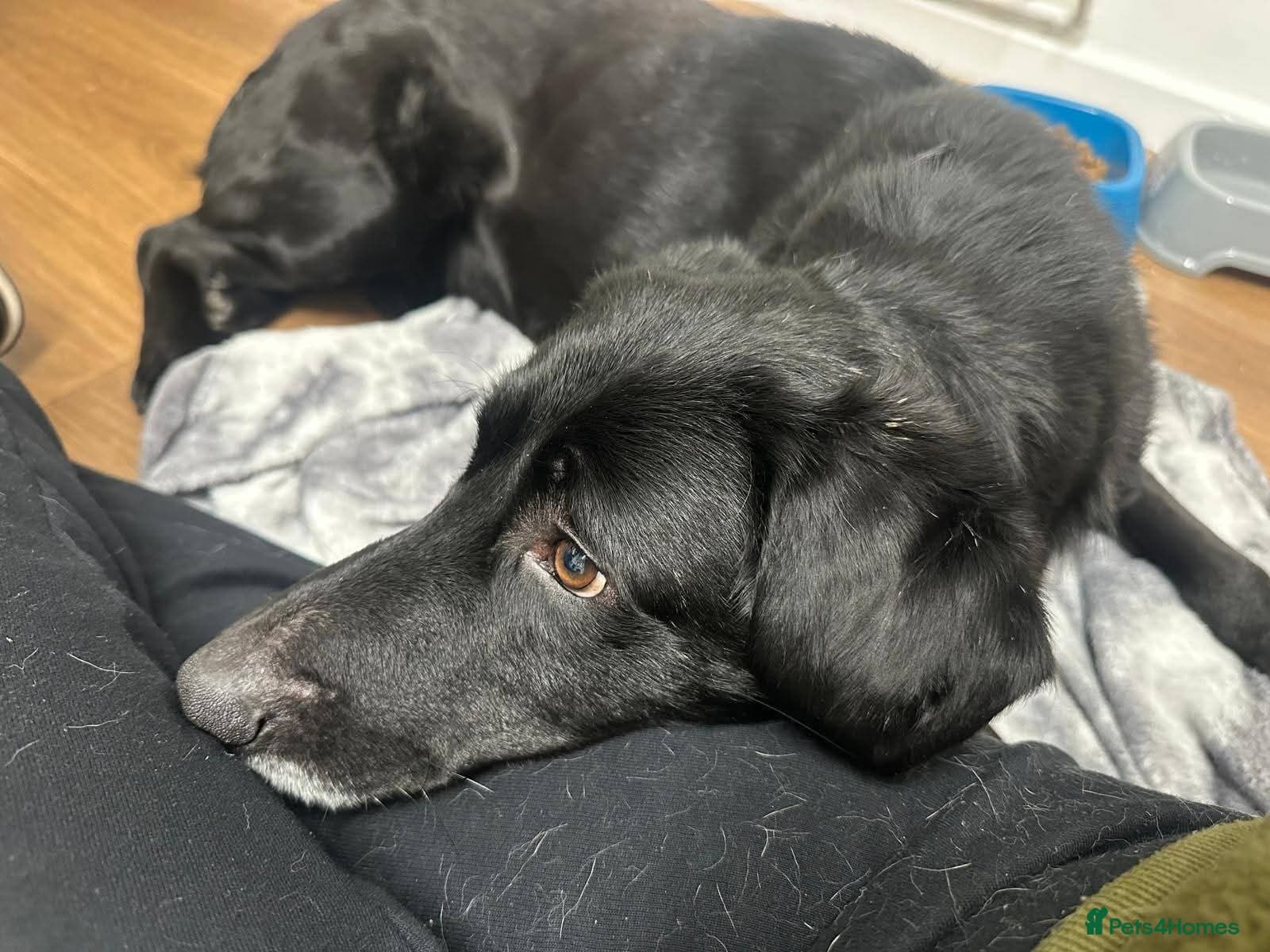 Meet Cosmo, currently residing in Yorkshire photo 4