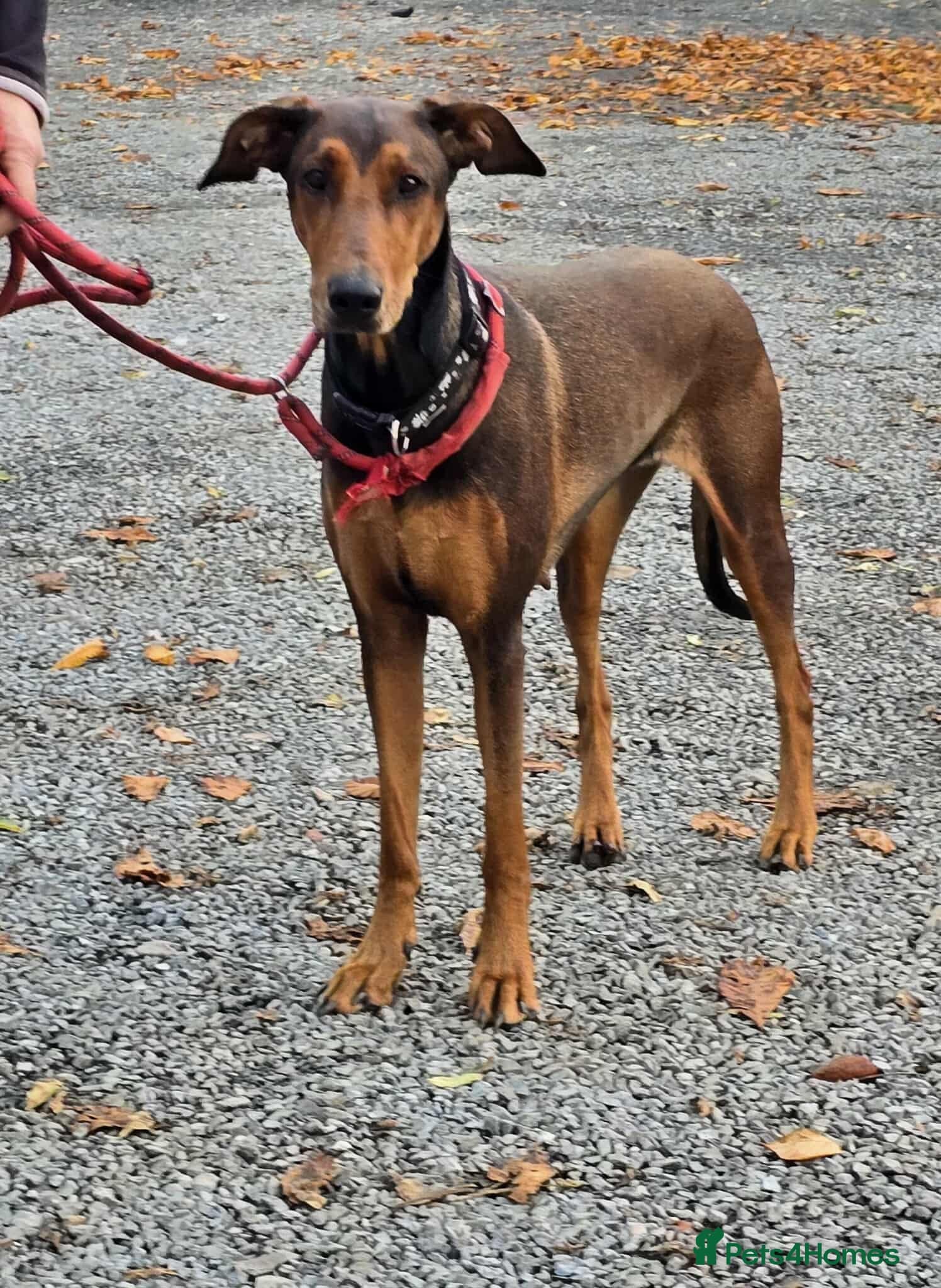 BONNIE π Playful, Loving Girl photo 2