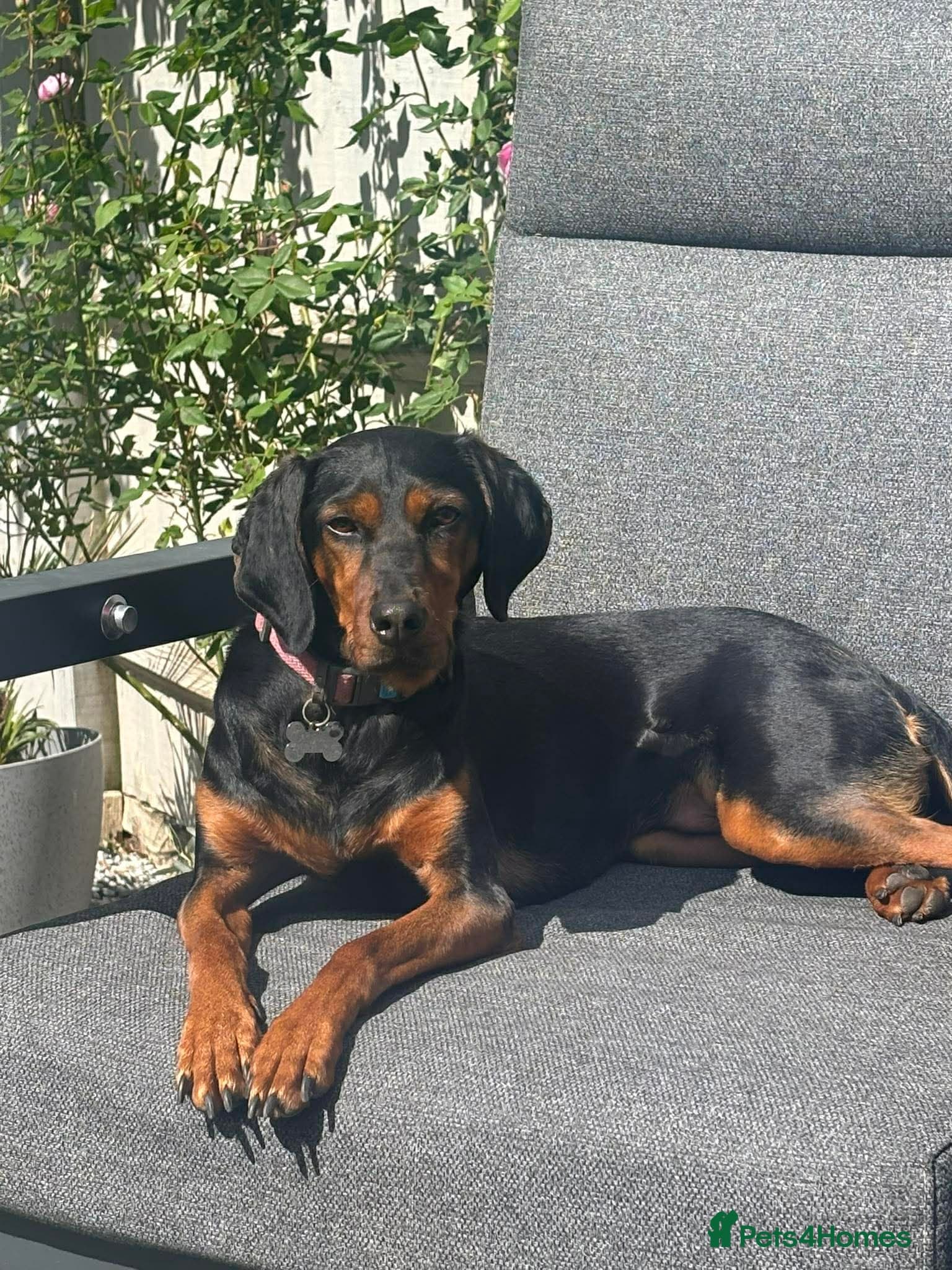 Rada — Mixed Breed