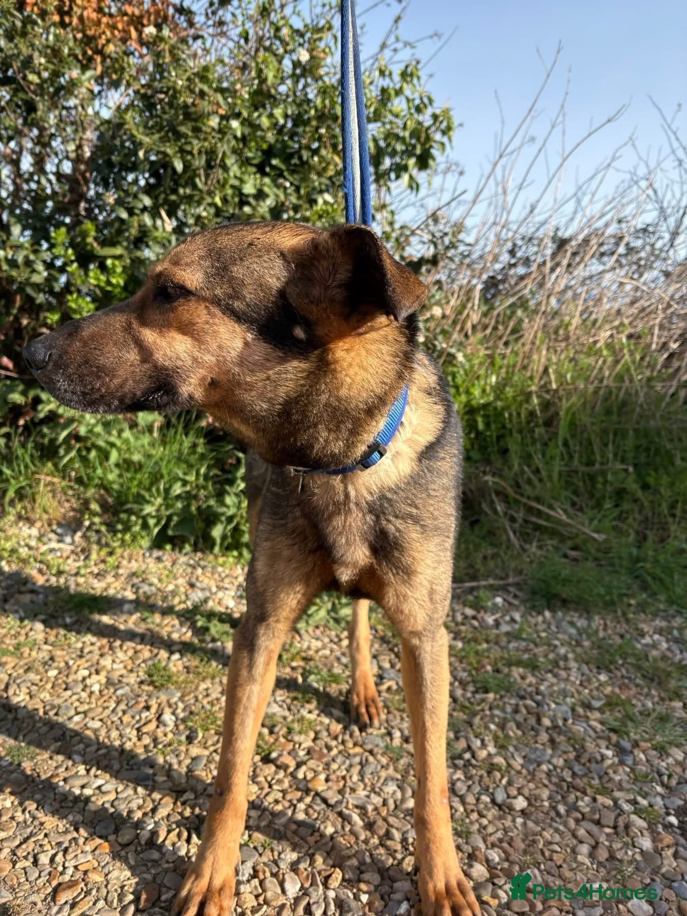 Jenkins - Norwich Norfolk photo 9