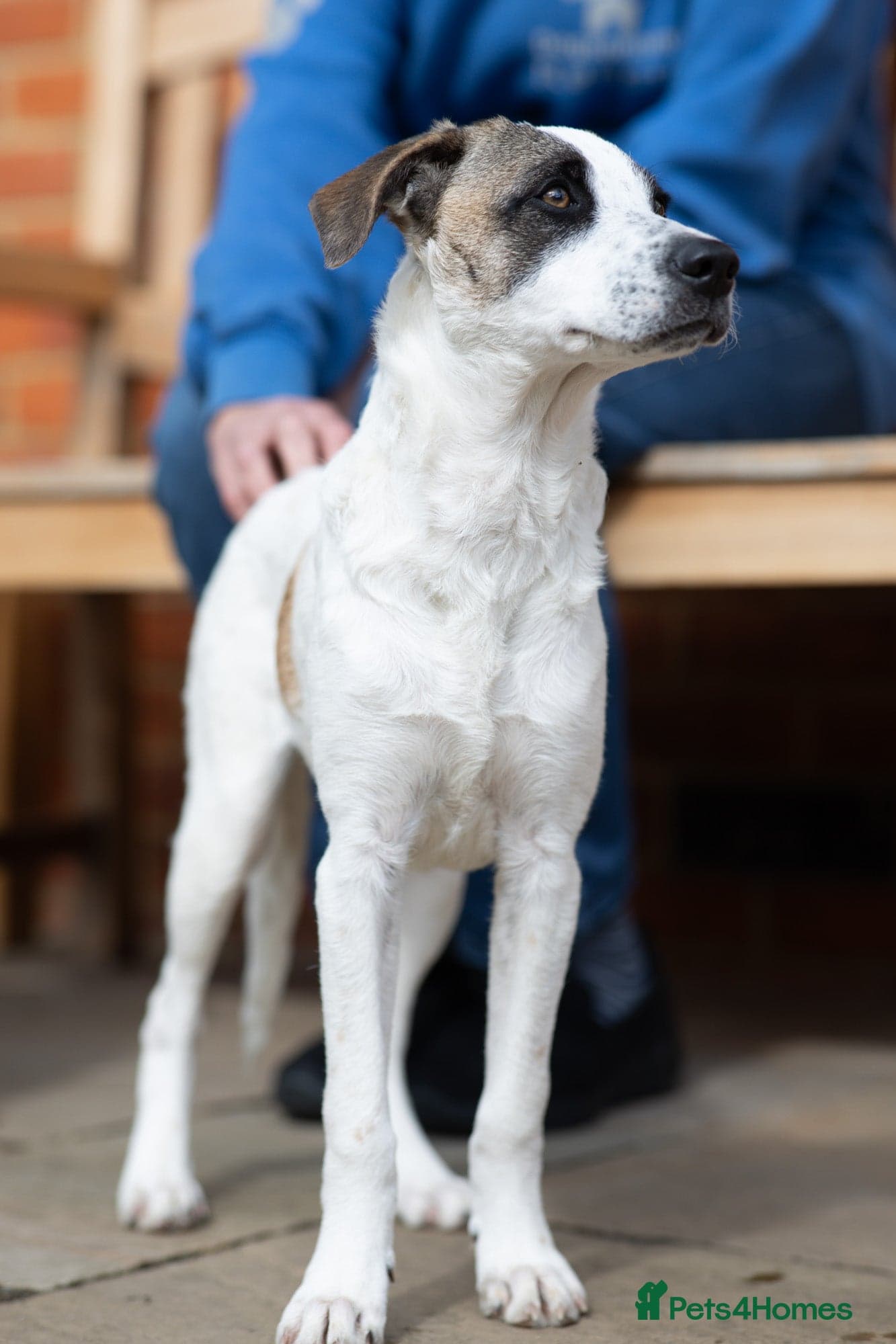 Petit Poppy photo 10