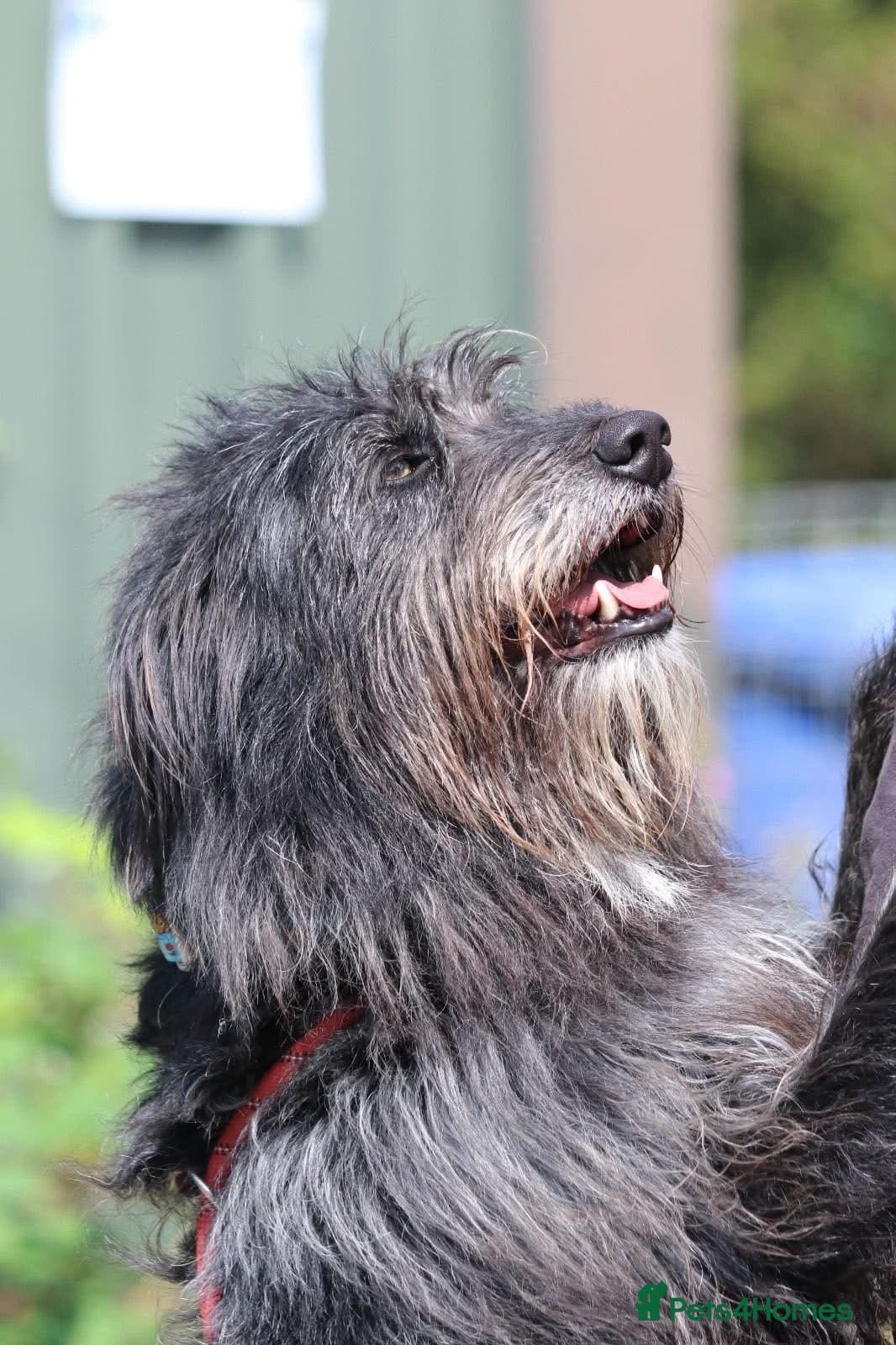 Herbie ๐ Female-only home needed! photo 8