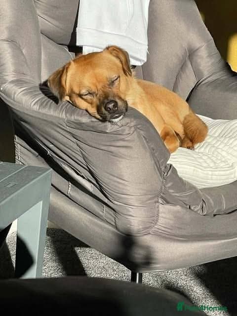 Meet Jaspher, currently residing in Edinburgh photo 3