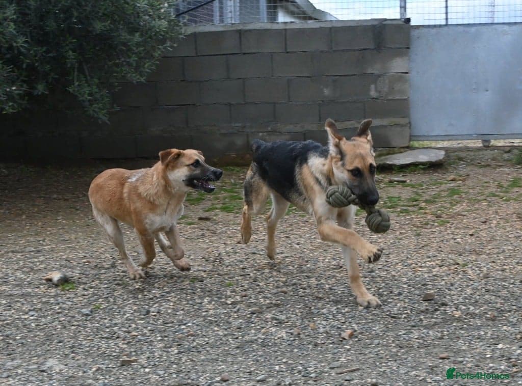 Magnificent Orion 6 moths old photo 5