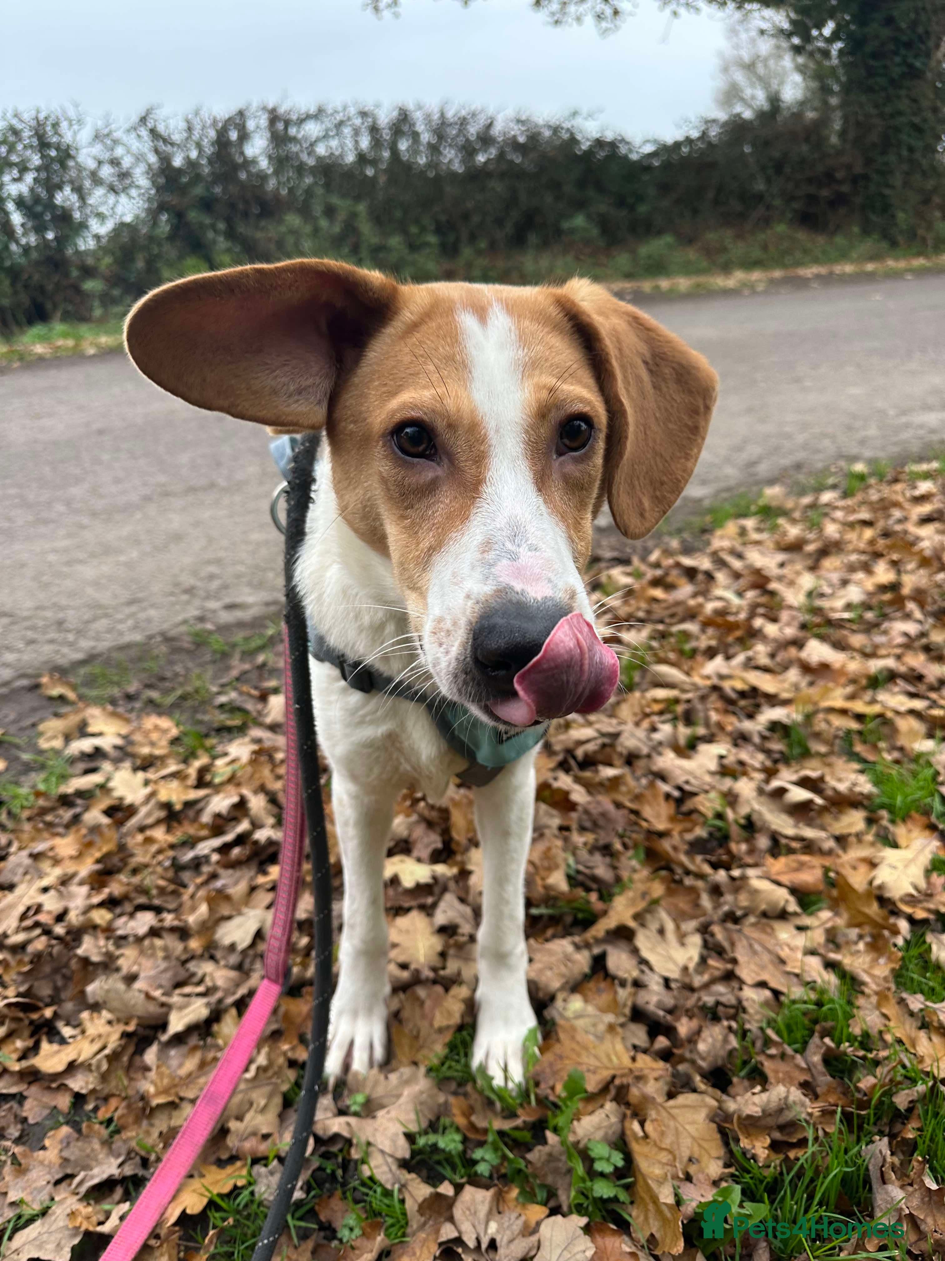 Meet Jordan, currently residing in Cheshire — Mixed Breed