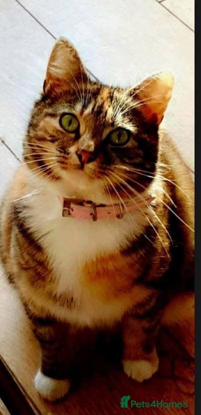 οΈπ± fluffy photo 4