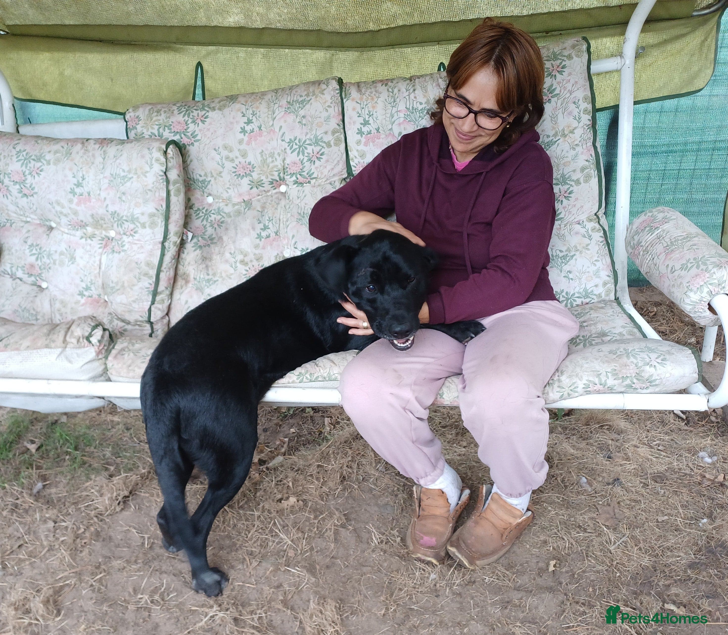 SHEAMUS,URGENT sensitive Soul Labrador Cross photo 9