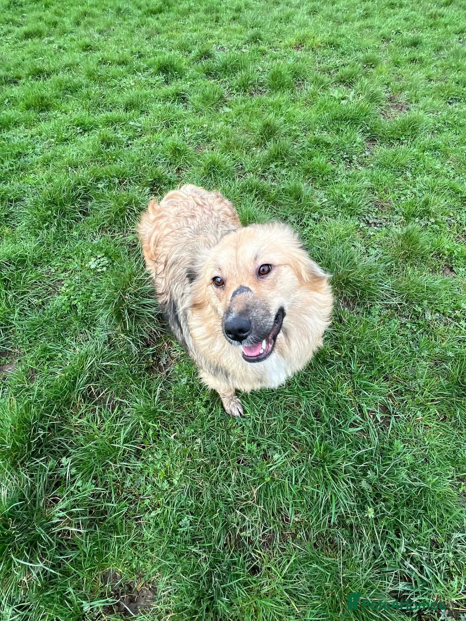 Miss misha β Mixed Breed